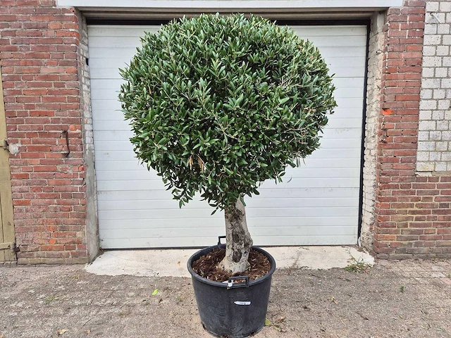 Olijfboom ronde bol l - olea europaea - hoogte 180 cm - afbeelding 1 van  5