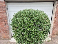 Olijfboom ronde bol l - olea europaea - hoogte 180 cm - afbeelding 2 van  5
