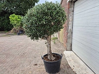 Olijfboom ronde bol l - olea europaea - hoogte 180 cm - afbeelding 3 van  5