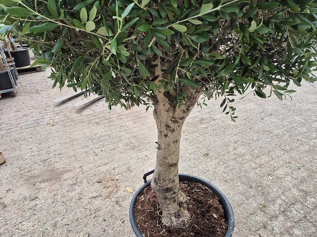Olijfboom ronde bol l - olea europaea - hoogte 180 cm - afbeelding 4 van  5