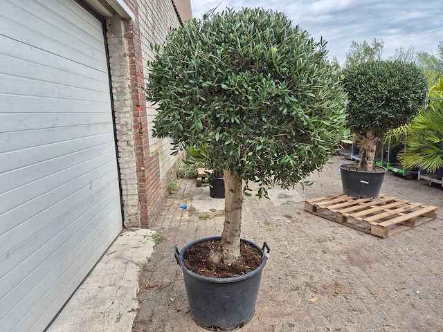 Olijfboom ronde bol l - olea europaea - hoogte 180 cm - afbeelding 5 van  5
