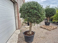 Olijfboom ronde bol l - olea europaea - hoogte 180 cm - afbeelding 5 van  5