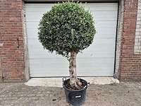 Olijfboom ronde bol l - olea europaea - hoogte 180 cm - afbeelding 1 van  6