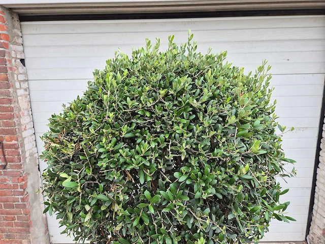 Olijfboom ronde bol l - olea europaea - hoogte 180 cm - afbeelding 2 van  6