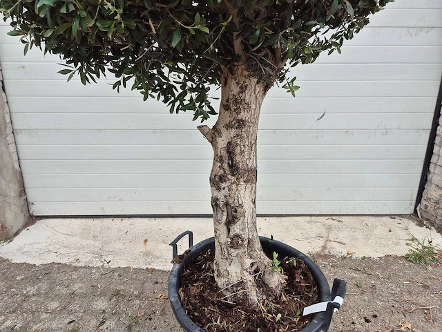 Olijfboom ronde bol l - olea europaea - hoogte 180 cm - afbeelding 3 van  6