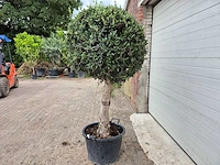 Olijfboom ronde bol l - olea europaea - hoogte 180 cm - afbeelding 4 van  6