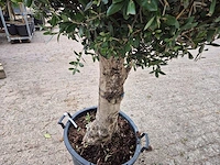 Olijfboom ronde bol l - olea europaea - hoogte 180 cm - afbeelding 5 van  6