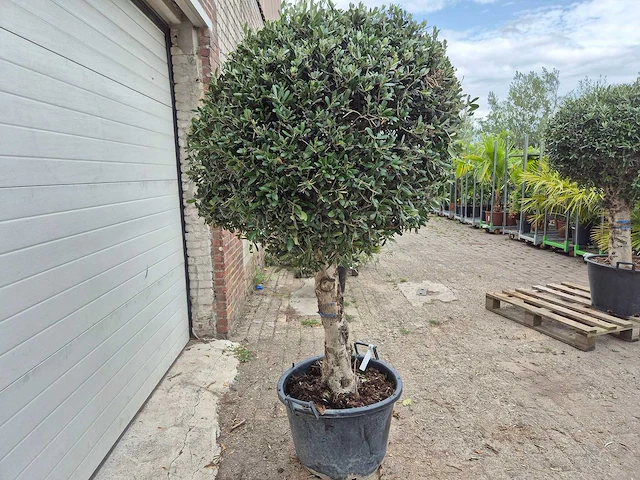 Olijfboom ronde bol l - olea europaea - hoogte 180 cm - afbeelding 6 van  6