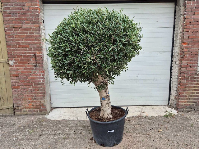 Olijfboom ronde bol l - olea europaea - hoogte 180 cm - afbeelding 1 van  6