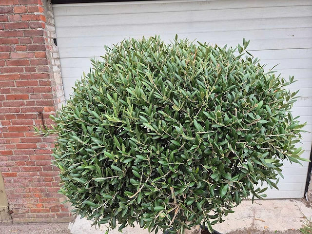 Olijfboom ronde bol l - olea europaea - hoogte 180 cm - afbeelding 2 van  6