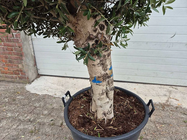 Olijfboom ronde bol l - olea europaea - hoogte 180 cm - afbeelding 3 van  6