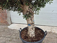 Olijfboom ronde bol l - olea europaea - hoogte 180 cm - afbeelding 3 van  6