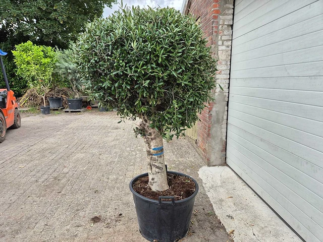 Olijfboom ronde bol l - olea europaea - hoogte 180 cm - afbeelding 4 van  6