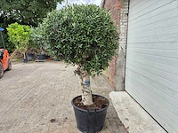 Olijfboom ronde bol l - olea europaea - hoogte 180 cm - afbeelding 4 van  6