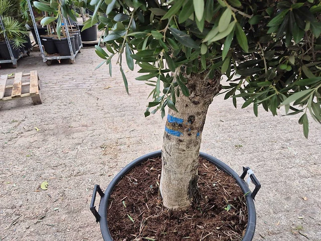 Olijfboom ronde bol l - olea europaea - hoogte 180 cm - afbeelding 5 van  6