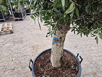 Olijfboom ronde bol l - olea europaea - hoogte 180 cm - afbeelding 5 van  6