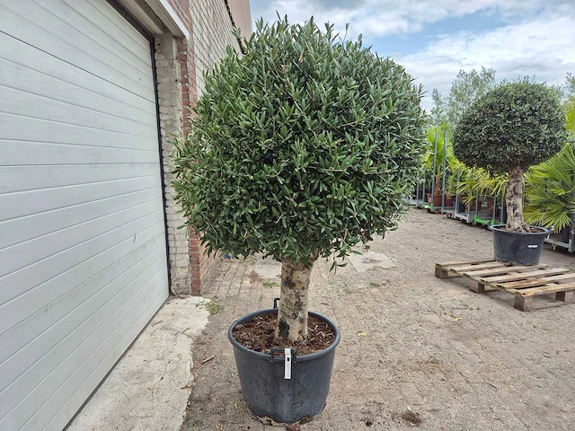 Olijfboom ronde bol l - olea europaea - hoogte 180 cm - afbeelding 6 van  6