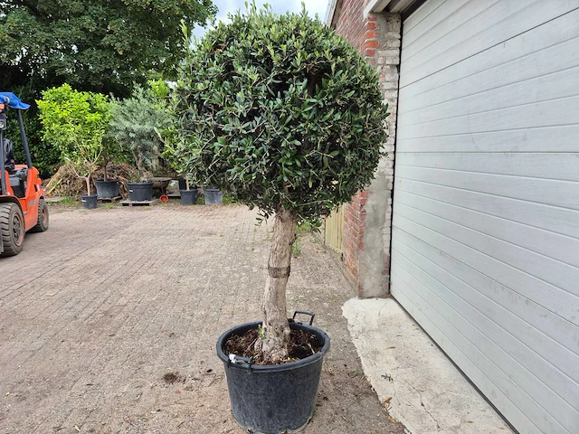 Olijfboom ronde bol l - olea europaea - hoogte 200 cm - afbeelding 4 van  6