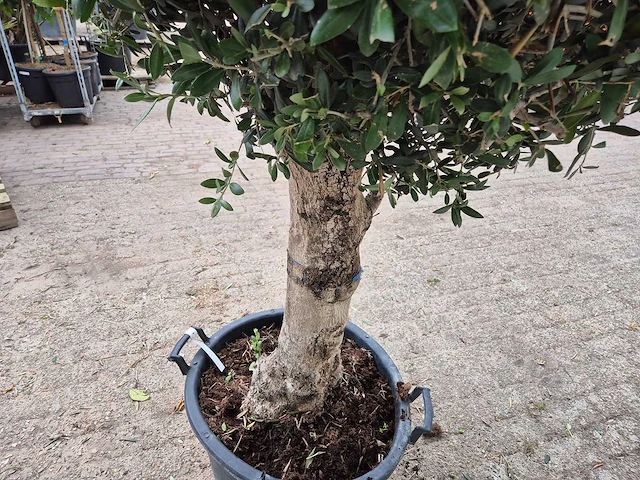 Olijfboom ronde bol l - olea europaea - hoogte 200 cm - afbeelding 5 van  6