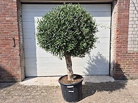 Olijfboom ronde bol l - olea europaea - hoogte 200 cm - afbeelding 1 van  4