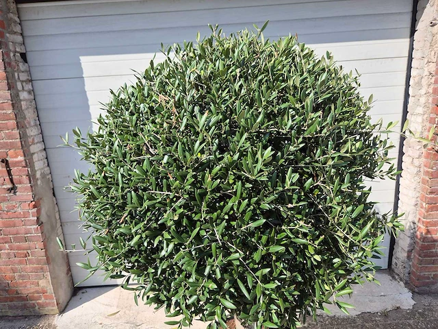 Olijfboom ronde bol l - olea europaea - hoogte 200 cm - afbeelding 2 van  4