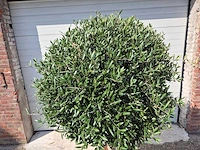 Olijfboom ronde bol l - olea europaea - hoogte 200 cm - afbeelding 2 van  4