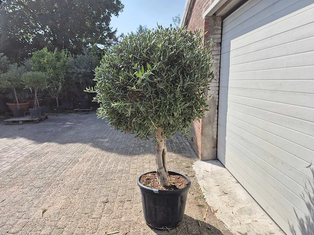Olijfboom ronde bol l - olea europaea - hoogte 200 cm - afbeelding 3 van  4