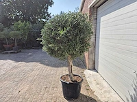 Olijfboom ronde bol l - olea europaea - hoogte 200 cm - afbeelding 3 van  4