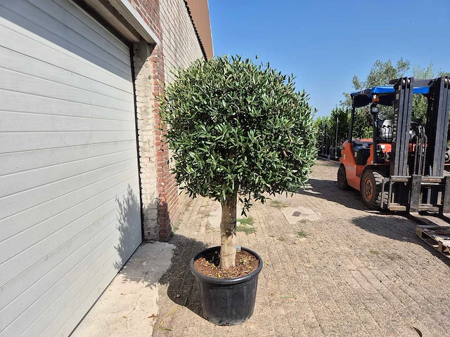 Olijfboom ronde bol l - olea europaea - hoogte 200 cm - afbeelding 4 van  4
