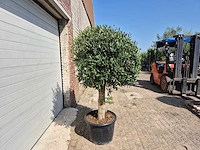 Olijfboom ronde bol l - olea europaea - hoogte 200 cm - afbeelding 4 van  4