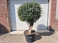 Olijfboom ronde bol l - olea europaea - hoogte 200 cm - afbeelding 1 van  5