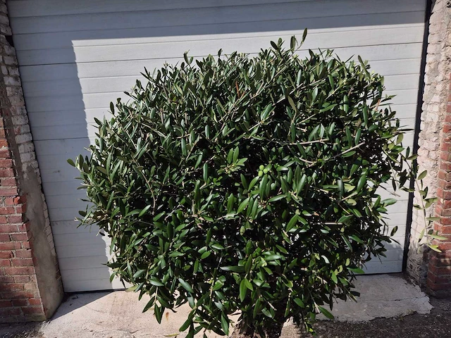 Olijfboom ronde bol l - olea europaea - hoogte 200 cm - afbeelding 2 van  5