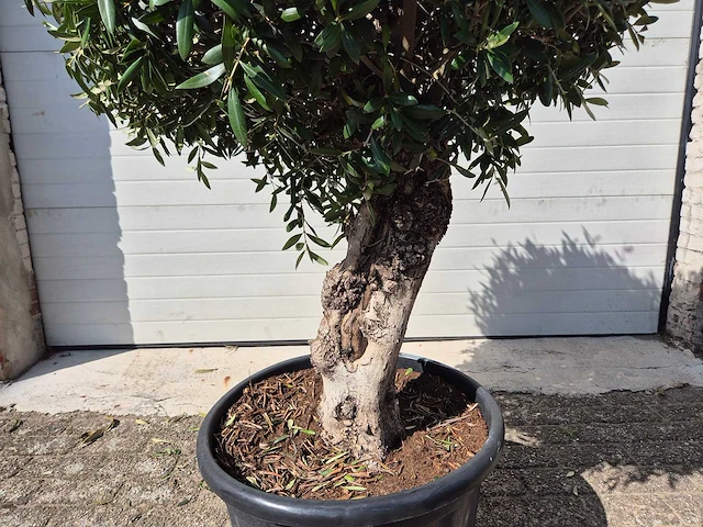 Olijfboom ronde bol l - olea europaea - hoogte 200 cm - afbeelding 3 van  5