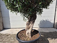 Olijfboom ronde bol l - olea europaea - hoogte 200 cm - afbeelding 3 van  5