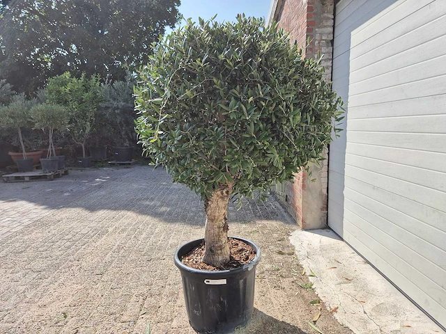 Olijfboom ronde bol l - olea europaea - hoogte 200 cm - afbeelding 4 van  5