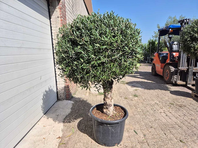 Olijfboom ronde bol l - olea europaea - hoogte 200 cm - afbeelding 5 van  5