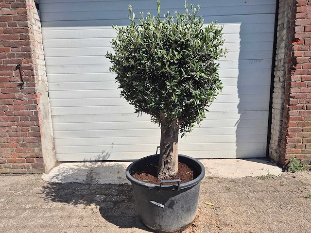 Olijfboom ronde bol l - olea europaea - hoogte ca. 170 cm - afbeelding 1 van  3