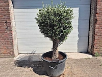 Olijfboom ronde bol l - olea europaea - hoogte ca. 170 cm - afbeelding 1 van  3