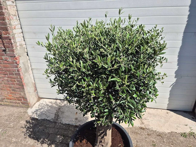 Olijfboom ronde bol l - olea europaea - hoogte ca. 170 cm - afbeelding 2 van  3