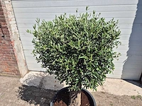 Olijfboom ronde bol l - olea europaea - hoogte ca. 170 cm - afbeelding 2 van  3