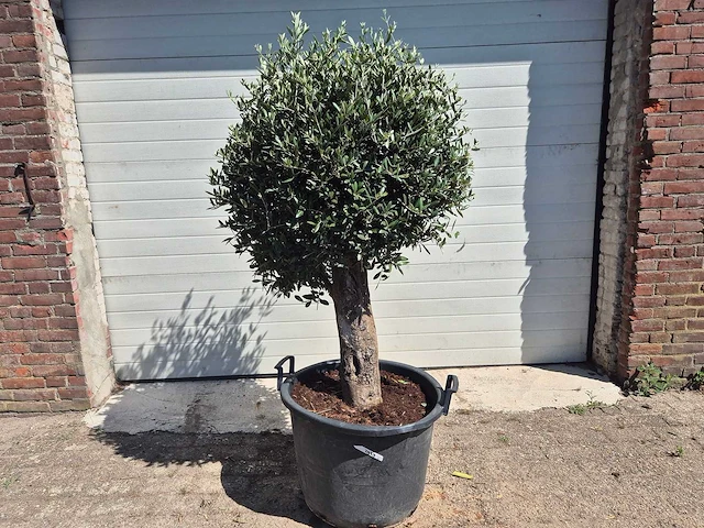 Olijfboom ronde bol l - olea europaea - hoogte ca. 170 cm - afbeelding 1 van  3