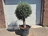 Olijfboom ronde bol l - olea europaea - hoogte ca. 170 cm - afbeelding 1 van  3