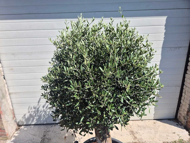 Olijfboom ronde bol l - olea europaea - hoogte ca. 170 cm - afbeelding 2 van  3