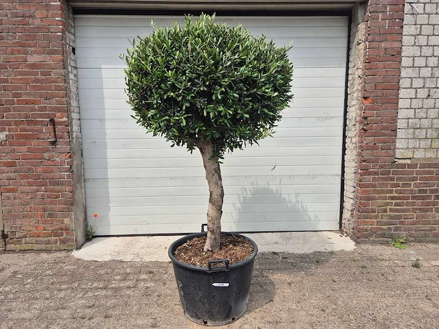 Olijfboom ronde bol l - olea europaea - hoogte ca. 180 cm - afbeelding 1 van  4