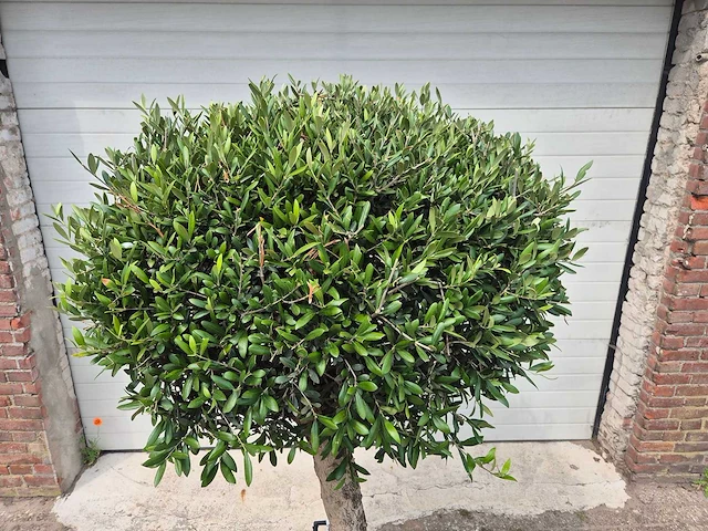Olijfboom ronde bol l - olea europaea - hoogte ca. 180 cm - afbeelding 2 van  4
