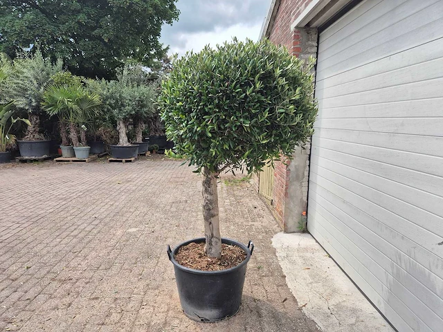 Olijfboom ronde bol l - olea europaea - hoogte ca. 180 cm - afbeelding 3 van  4
