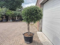 Olijfboom ronde bol l - olea europaea - hoogte ca. 180 cm - afbeelding 3 van  4