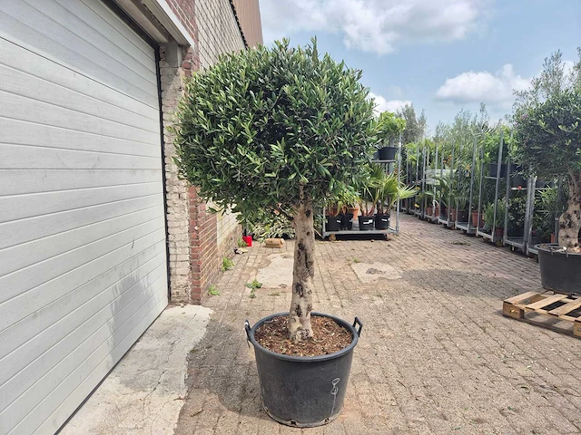 Olijfboom ronde bol l - olea europaea - hoogte ca. 180 cm - afbeelding 4 van  4
