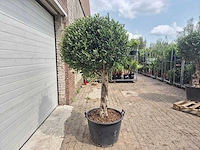 Olijfboom ronde bol l - olea europaea - hoogte ca. 180 cm - afbeelding 4 van  4