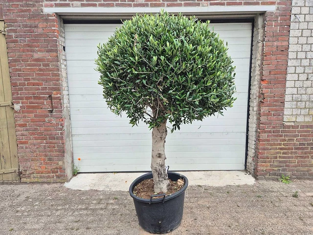 Olijfboom ronde bol l - olea europaea - hoogte ca. 180 cm - afbeelding 1 van  4